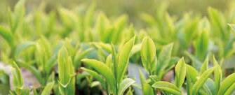 廣西西林京桂古道茶業(yè)公司怎么樣？是國企嗎？和廣西農(nóng)墾集團(tuán)啥關(guān)系？